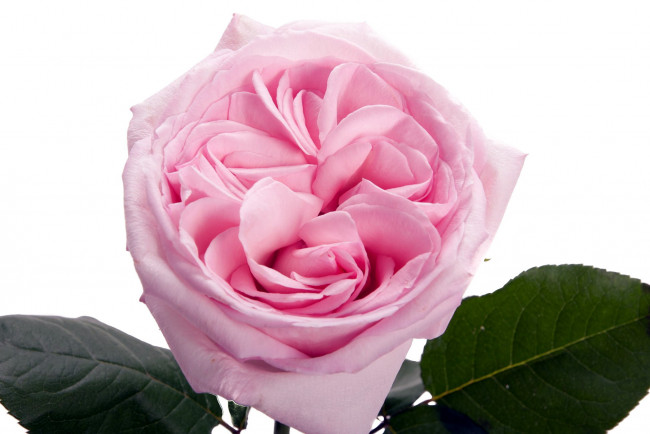 Обои картинки фото цветы, розы, необычный