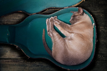 Картинка животные коты кот