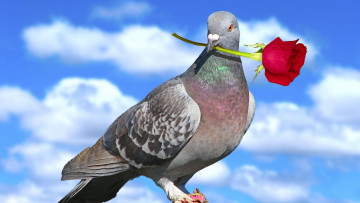 Картинка животные голуби роза голубь