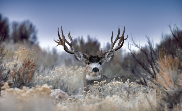 Картинка животные олени олень природа осень