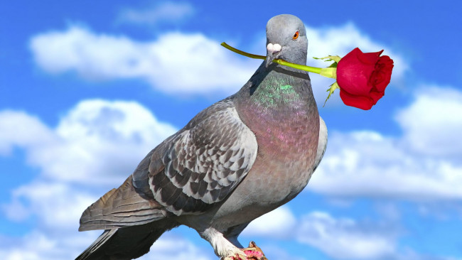 Обои картинки фото животные, голуби, роза, голубь