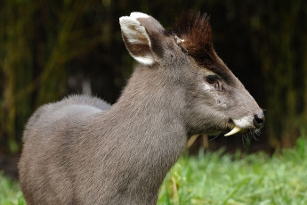 Картинка кабарга животные -+другое musk deer кабарги кабарговые китопарнокопытные млекопитающие клыки