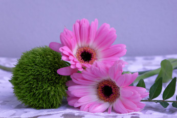 Картинка цветы герберы гербера