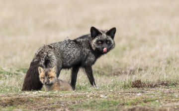 Картинка чернобурая+лисица животные лисы чернобурая лисица black fox чернобурка псовые лисицы млекопитающие мех пушнина чёрная лиса хищник