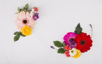 Картинка цветы разные+вместе лаванда герберы розы