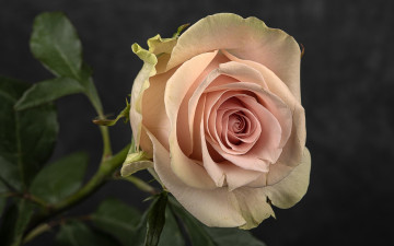 Картинка цветы розы макро