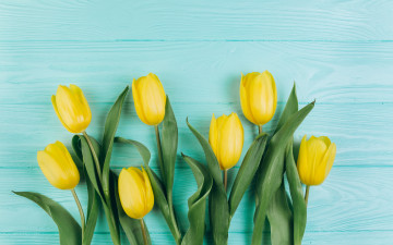 Картинка цветы тюльпаны желтые