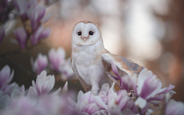 Картинка золотистая+сипуха животные совы золотистая сипуха сипухи сипуховые птица хищник совообразные перья клюв когти