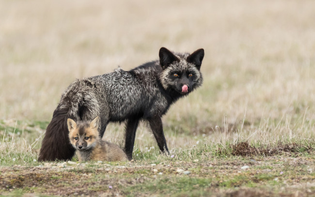 Обои картинки фото чернобурая лисица, животные, лисы, чернобурая, лисица, black, fox, чернобурка, псовые, лисицы, млекопитающие, мех, пушнина, чёрная, лиса, хищник