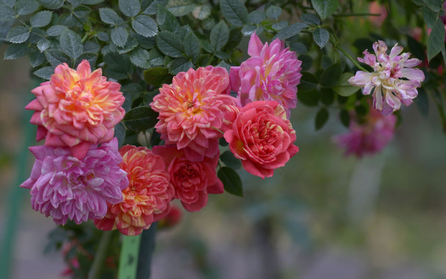 Обои картинки фото цветы, розы, бутоны