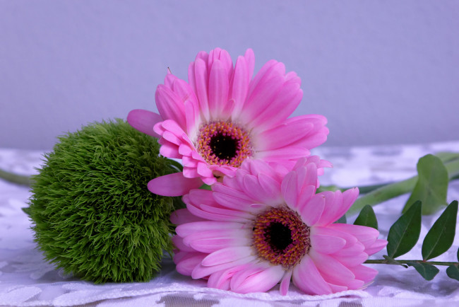 Обои картинки фото цветы, герберы, гербера