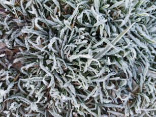 Картинка природа макро трава