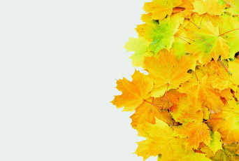 Картинка природа листья осень клен