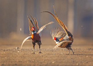 Картинка животные фазаны