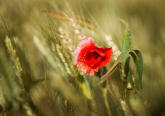 обоя цветы, маки, мак