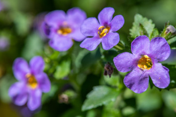 Картинка цветы луговые+ полевые +цветы