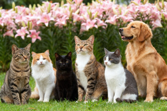 обоя животные, разные вместе, кот, кошка, коты, кошки, собака