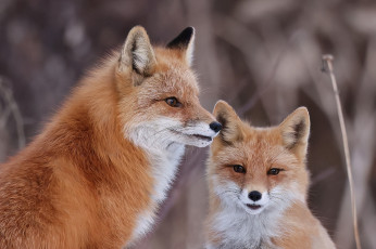 обоя животные, лисы, лиса