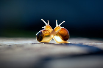 обоя животные, улитки, улитка