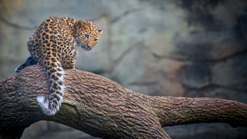 обоя животные, ягуары, кот, кошка