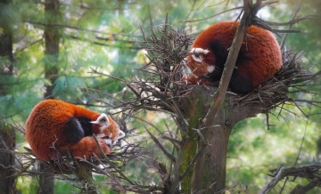 обоя животные, панды