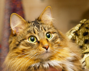 Картинка животные коты