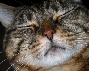 Картинка животные коты