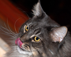 Картинка животные коты