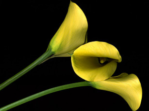 Картинка цветы каллы