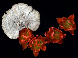 Картинка цветы тюльпаны