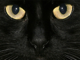 Картинка животные коты