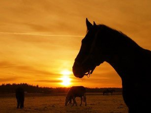 Картинка животные лошади