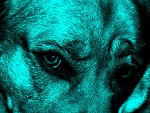 Картинка животные собаки