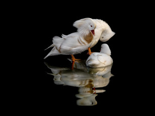 Картинка животные утки