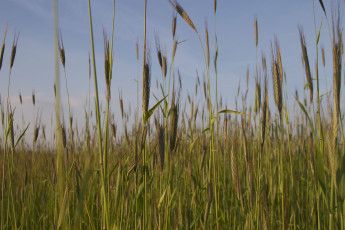 Картинка природа