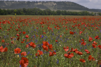 Картинка природа