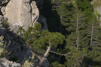 Картинка природа