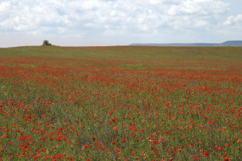 Картинка природа