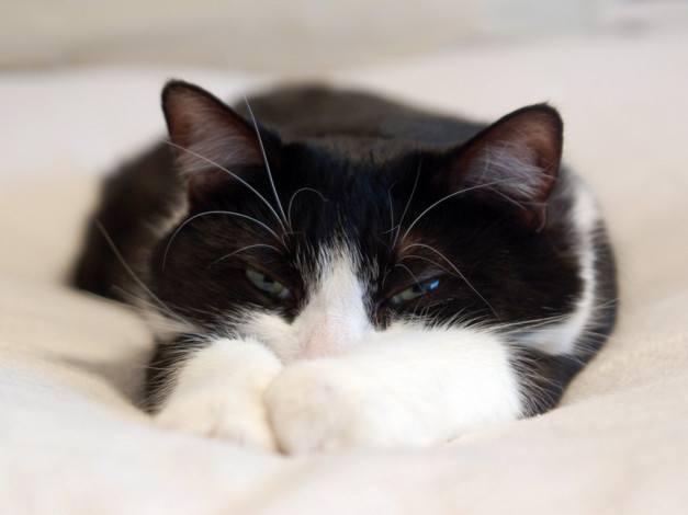 Обои картинки фото животные, коты