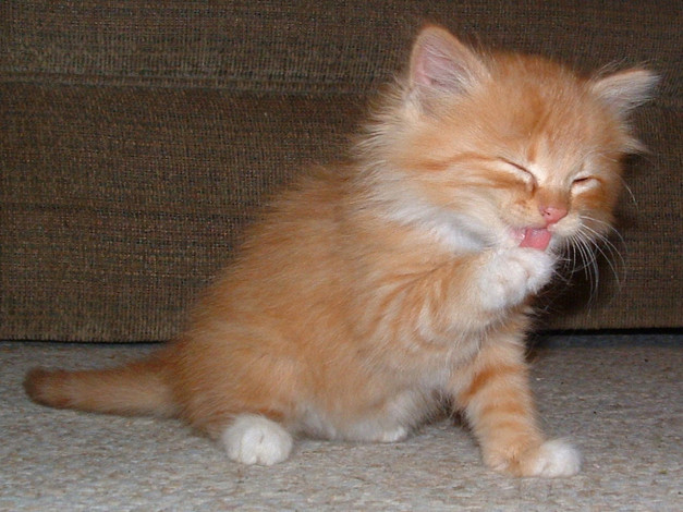 Обои картинки фото животные, коты