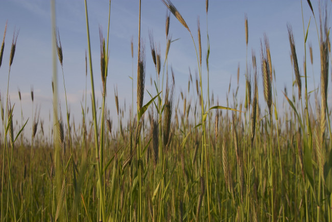 Обои картинки фото природа