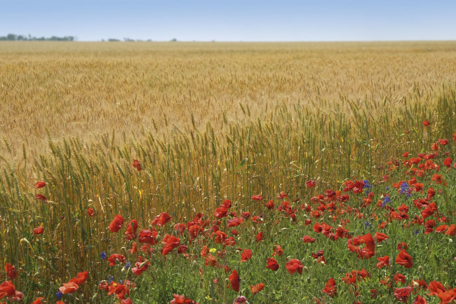 Обои картинки фото природа