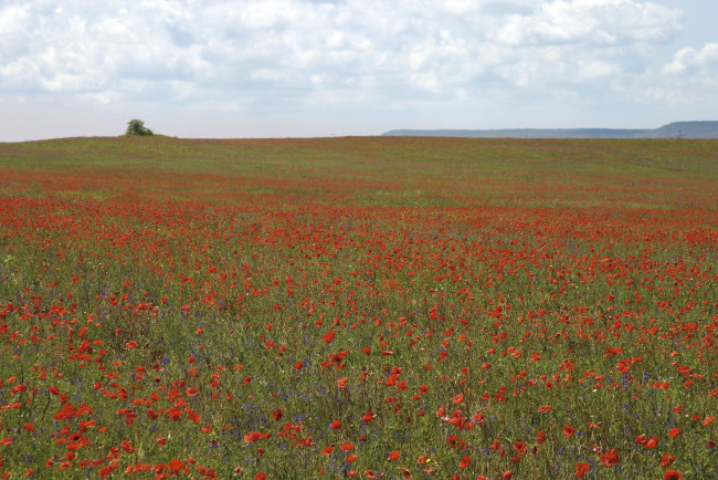 Обои картинки фото природа