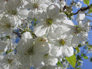 Картинка цветы цветущие деревья кустарники