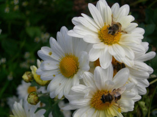 Картинка цветы ромашки