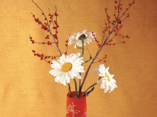 Картинка цветы ромашки