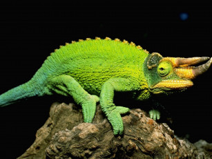 Картинка животные хамелеоны