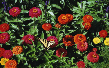 Картинка цветы цинния