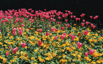 Картинка цветы разные вместе