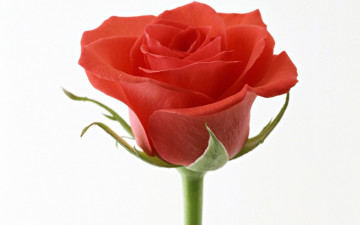 Картинка цветы розы